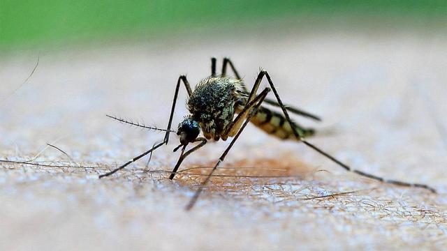 Effektive Mittel gegen Mücken: Chemische Schutzmittel im Überblick Effektive Mittel gegen Mücken: Chemische Schutzmittel im Überblick
