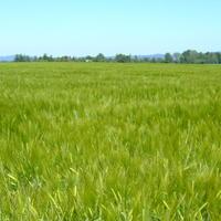 Kontroverse um Bioenergie: Teller oder Tank?