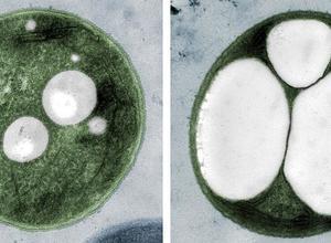 Alternative Energiepflanzen: Forschung und ethische Fragen