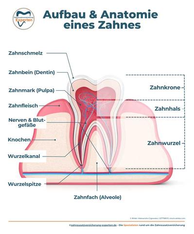 Parodontitis-Erreger natürlich bekämpfen: Selbstbehandlungsmöglichkeiten