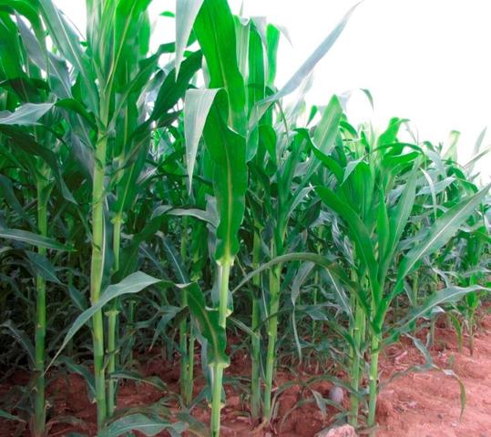 Einfluss des Aussaatzeitpunkts auf das Maiswachstum und die Erträge Einfluss des Aussaatzeitpunkts auf das Maiswachstum und die Erträge