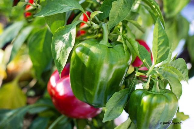 Gesunde Paprika aus eigenem Anbau: So vermeiden Sie giftige Sorten Gesunde Paprika aus eigenem Anbau: So vermeiden Sie giftige Sorten