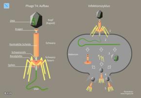 Phagen: Natürliche Feinde von Bakterien in der Umwelt und im menschlichen Körper Phagen: Natürliche Feinde von Bakterien in der Umwelt und im menschlichen Körper