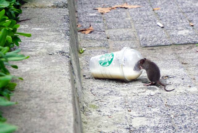 Umweltfreundliche Lösungen zur Vertreibung von Ratten ohne Gift Umweltfreundliche Lösungen zur Vertreibung von Ratten ohne Gift