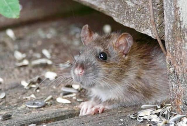 Hausmittel gegen Ratten: Effektive Methoden ohne den Einsatz von Giftködern Hausmittel gegen Ratten: Effektive Methoden ohne den Einsatz von Giftködern