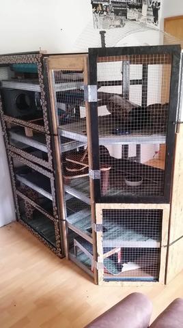 Ratte als Haustier? Bau deinen eigenen Rattenkäfig! Ratte als Haustier? Bau deinen eigenen Rattenkäfig!