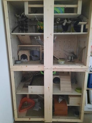 Geld sparen und artgerechten Rattenkäfig selber bauen Geld sparen und artgerechten Rattenkäfig selber bauen