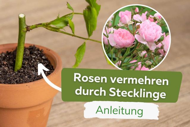 Rosen Selber Ziehen: Tipps Zur Vermehrung Und Anleitung Für ...