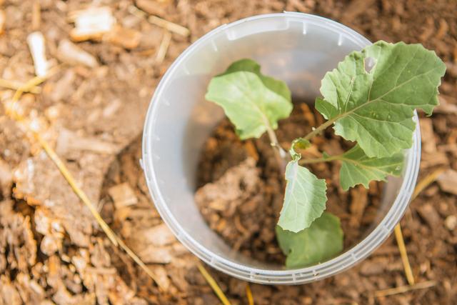 DIY Schneckenschutz: Mit einfachen Mitteln den Garten schützen DIY Schneckenschutz: Mit einfachen Mitteln den Garten schützen