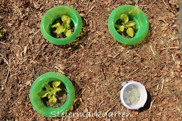 Nachhaltiger Schutz vor Schnecken: Upcycling-Ideen für den Garten Nachhaltiger Schutz vor Schnecken: Upcycling-Ideen für den Garten