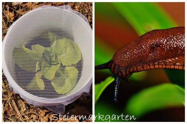 Müllverwertung im Garten: Selbstgemachter Schneckenkragen aus alten Bechern Müllverwertung im Garten: Selbstgemachter Schneckenkragen aus alten Bechern