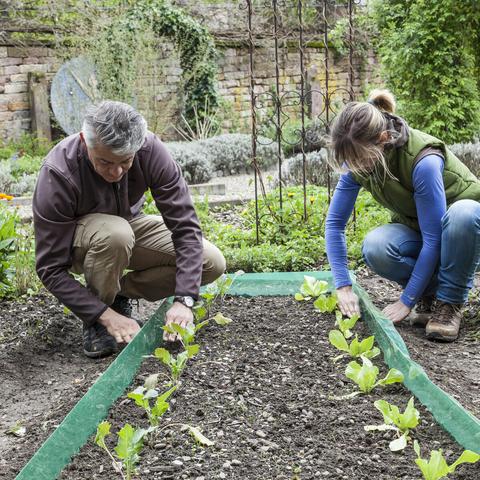 Selbstgemachter Schneckenzaun: Die beste Lösung gegen Schneckenplage Selbstgemachter Schneckenzaun: Die beste Lösung gegen Schneckenplage