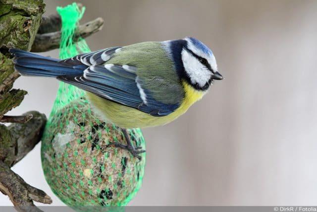 So stellen Sie Ihre eigenen Meisenknödel her und unterstützen die Vögel im Winter