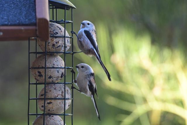 Selbstgemachte Meisenknödel: Eine einfache Anleitung, um den Vögeln im Winter zu helfen