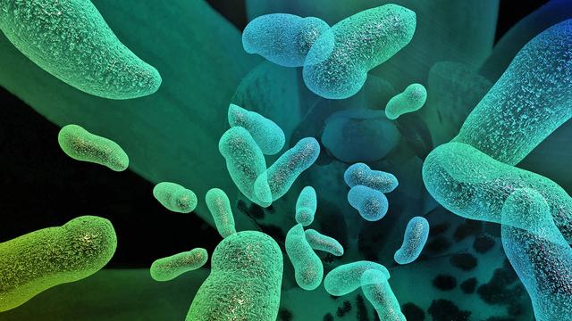 Die Gefahr durch Listerien in Lebensmitteln: Vorsichtsmaßnahmen für Verbraucher