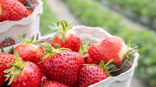 Erdbeeren selber pflücken: Aktuelle Informationen für 2023 Erdbeeren selber pflücken: Aktuelle Informationen für 2023