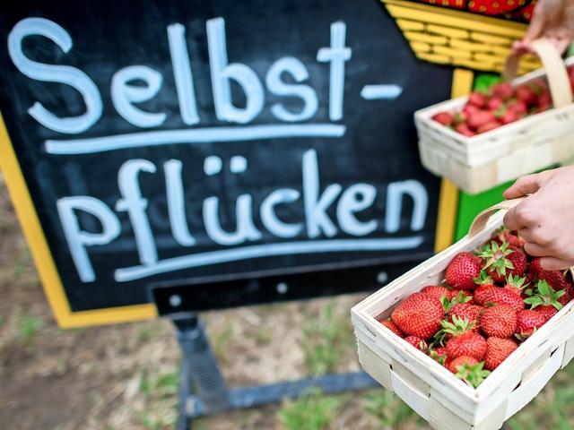 Erdbeer-Selbstpflücken in der Umgebung: Wann und wo ist es möglich? Erdbeer-Selbstpflücken in der Umgebung: Wann und wo ist es möglich?