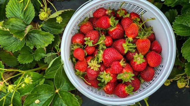 Erdbeer-Selbstpflücke in der Nähe: Sonntags und an Feiertagen geöffnet! Erdbeer-Selbstpflücke in der Nähe: Sonntags und an Feiertagen geöffnet!