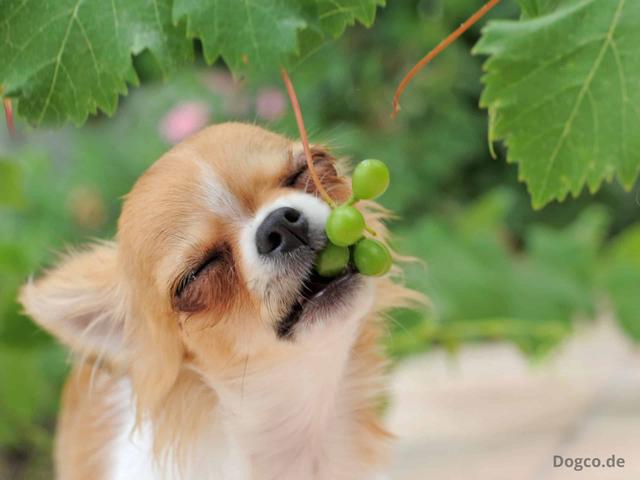 Vorsicht bei Rosinen und Weintrauben: Gesundheitsrisiko für Hunde Vorsicht bei Rosinen und Weintrauben: Gesundheitsrisiko für Hunde
