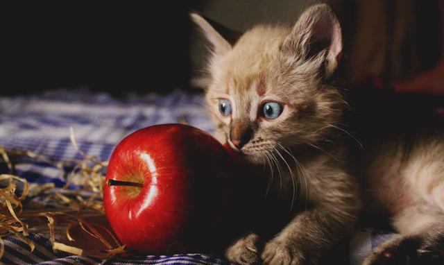 Warum sollten Katzen keine Weintrauben essen? Warum sollten Katzen keine Weintrauben essen?