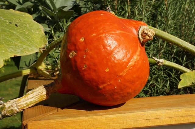 Vorsicht beim Anbau von Hokkaido-Kürbissen: Potenzielle Gefahren beachten Vorsicht beim Anbau von Hokkaido-Kürbissen: Potenzielle Gefahren beachten