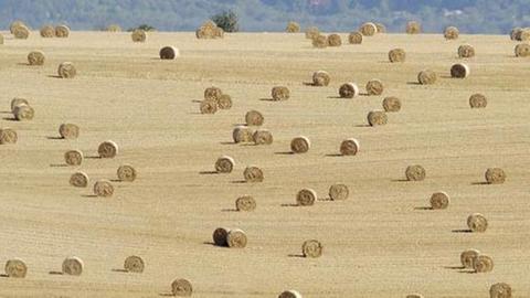Wertvolle Rückzugsorte durch Hamsterstreifen in der Agrarwirtschaft Wertvolle Rückzugsorte durch Hamsterstreifen in der Agrarwirtschaft
