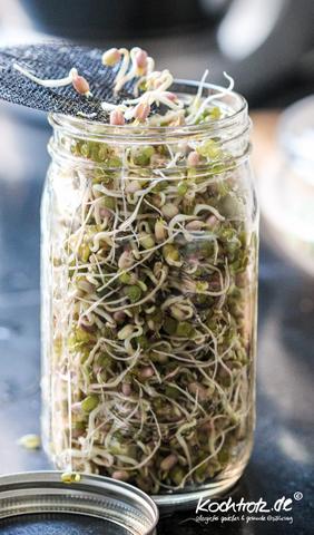 Sprossenglas selbst gemacht: Eine einfache Methode zum Selberziehen von Sprossen Sprossenglas selbst gemacht: Eine einfache Methode zum Selberziehen von Sprossen