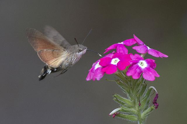 Taubenschwänzchen in Deutschland: Die beeindruckenden "Kolibri-Insekten" Taubenschwänzchen in Deutschland: Die beeindruckenden "Kolibri-Insekten"