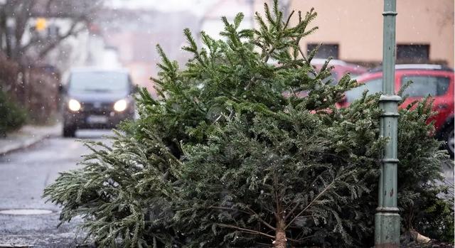 Berlin im Januar: Wann kann man die ausgedienten Weihnachtsbäume loswerden? Berlin im Januar: Wann kann man die ausgedienten Weihnachtsbäume loswerden?
