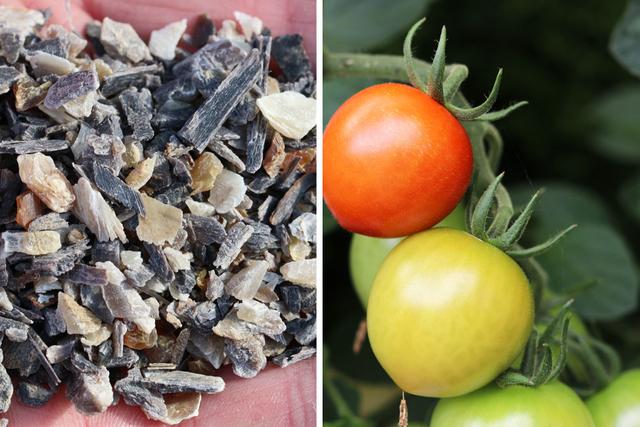 Natürlicher Dünger für Tomaten: Hausmittel Hefe und Zucker nutzen Natürlicher Dünger für Tomaten: Hausmittel Hefe und Zucker nutzen