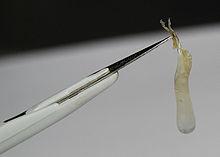 Die Zusammensetzung von Popeln: Was steckt drin? Die Zusammensetzung von Popeln: Was steckt drin?