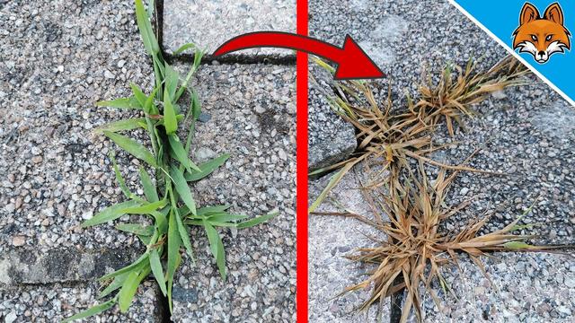 Natürliche Unkrautvernichtung: So stellen Sie Ihren eigenen Unkrautvernichter her