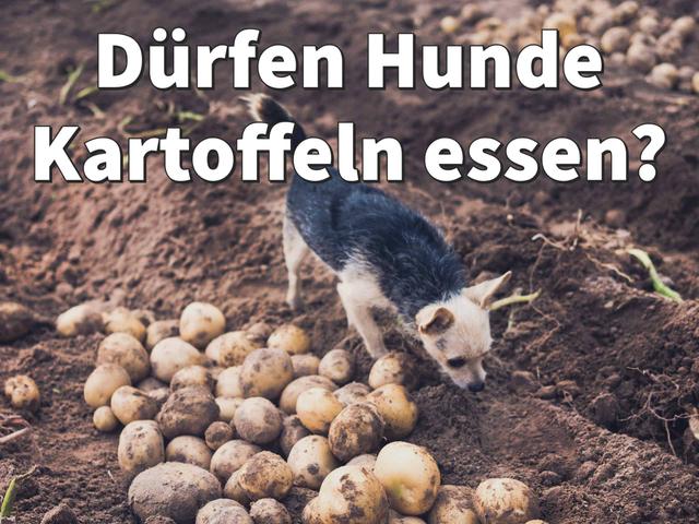 Alternativen zu gekochten Kartoffeln für eine gesunde Hundeernährung Alternativen zu gekochten Kartoffeln für eine gesunde Hundeernährung