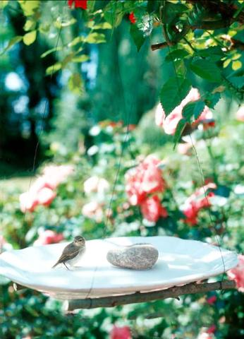 DIY: Vogeltränken selbst gestalten - Tipps und Inspiration