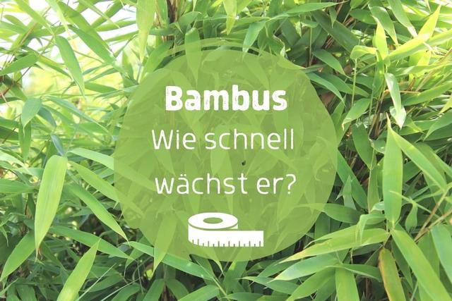 Bambuswachstum im Zeitraffer: Wie schnell entwickelt er sich? Bambuswachstum im Zeitraffer: Wie schnell entwickelt er sich?