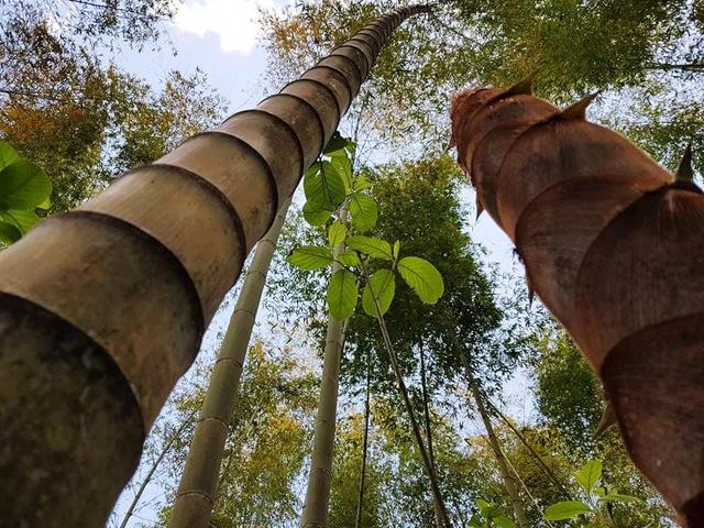 Das rasante Wachstum des Bambus: Wie schnell kann er wachsen? Das rasante Wachstum des Bambus: Wie schnell kann er wachsen?