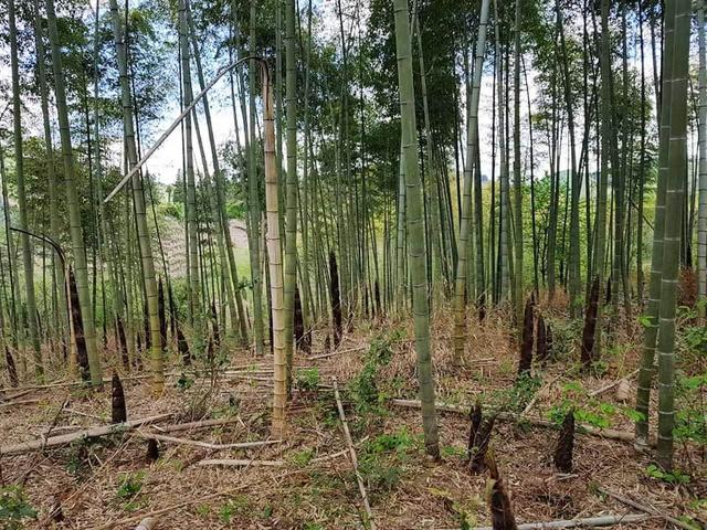 Wachstum von Bambus Schnelligkeit und Entwicklung des Rhizoms Sieu