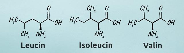 2. Wie wirken sich BCAAs auf die Muskelproteinsynthese aus?