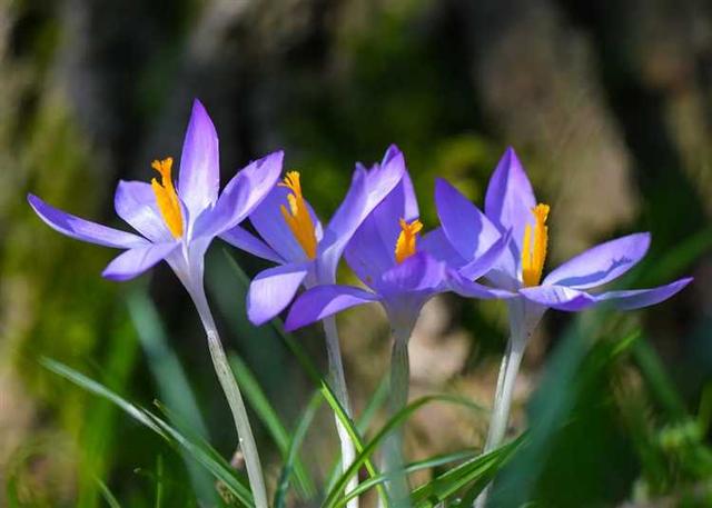 Frühlingsgefühle erwachen: Alles, was Sie über den Frühlingsbeginn wissen müssen Frühlingsgefühle erwachen: Alles, was Sie über den Frühlingsbeginn wissen müssen
