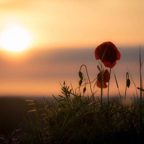 Der Sommer kommt! Wann ist der offizielle Beginn des Sommers 2024?