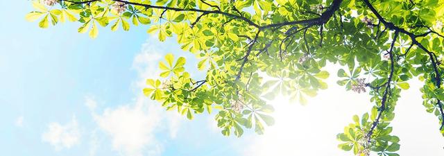 Sommeranfang 2024: Wann startet der meteorologische und kalendarische Sommer?