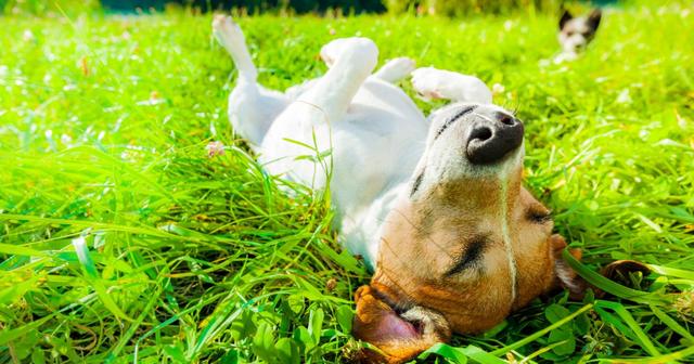 Wann beginnt der Sommer? Meteorologischer und kalendarischer Sommeranfang 2024