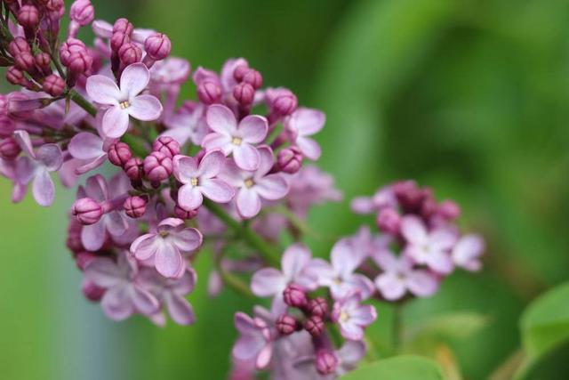 Wann erstrahlt der Flieder in voller Blüte? Ein Leitfaden Wann erstrahlt der Flieder in voller Blüte? Ein Leitfaden