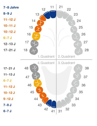 Wann brechen die Backenzähne durch? Alles, was Sie wissen müssen