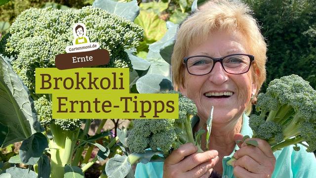 Erfahren Sie, wann es an der Zeit ist, Brokkoli zu ernten Erfahren Sie, wann es an der Zeit ist, Brokkoli zu ernten