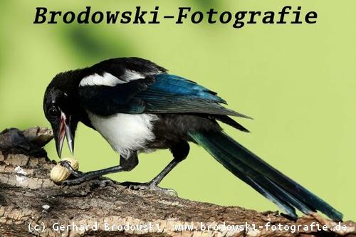 Elsternbrut: Wann und wo brüten Elstern? Elsternbrut: Wann und wo brüten Elstern?