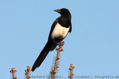 Wie lange dauert die Brutzeit bei Elstern? Ein Blick auf den Schlupf und die Aufzucht der Jungvögel Wie lange dauert die Brutzeit bei Elstern? Ein Blick auf den Schlupf und die Aufzucht der Jungvögel