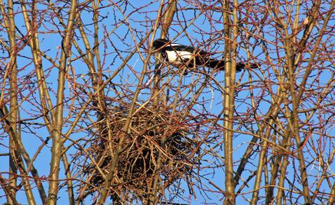 Das Geheimnis des Nestbaus: Wann und wie bauen Elstern ihre Nester? Das Geheimnis des Nestbaus: Wann und wie bauen Elstern ihre Nester?