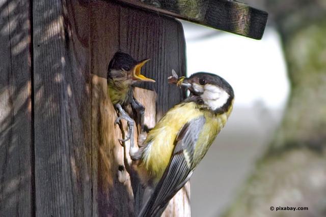 Meisenbrutzeit: Alles, was Sie über das Brüten der Meisen wissen müssen Meisenbrutzeit: Alles, was Sie über das Brüten der Meisen wissen müssen