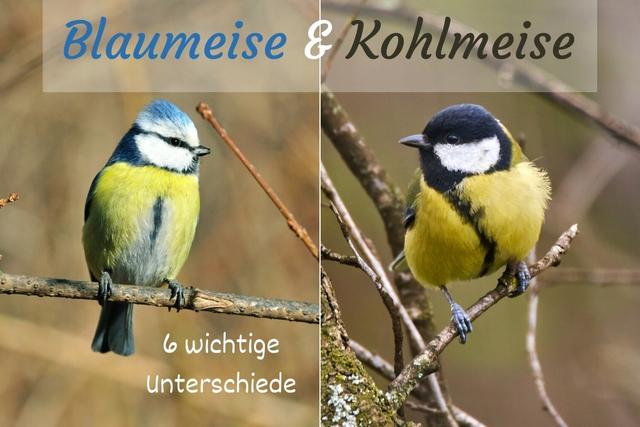 Wissenswertes über die Brutzeiten von Kohlmeise und Blaumeise Wissenswertes über die Brutzeiten von Kohlmeise und Blaumeise